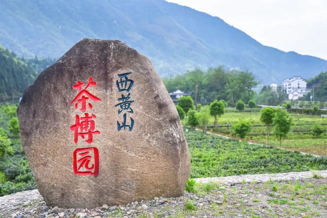 石台富硒茶是什么茶（石台硒茶多少钱）-硒宝网