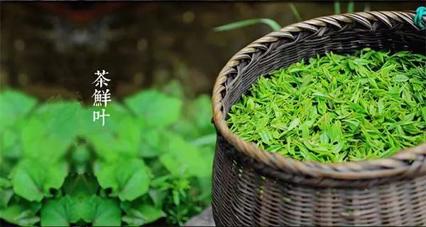 紫阳富硒茶的含硒量(紫阳茶叶含硒量)-硒宝网
