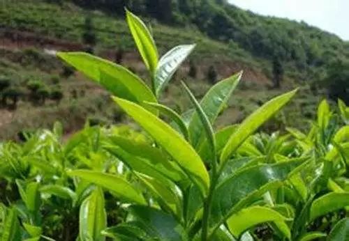 紫阳富硒茶的含硒量(紫阳茶叶含硒量)-硒宝网