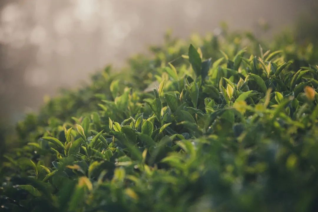 紫阳茶富硒茶的特点（紫阳富硒茶品牌价值）-硒宝网