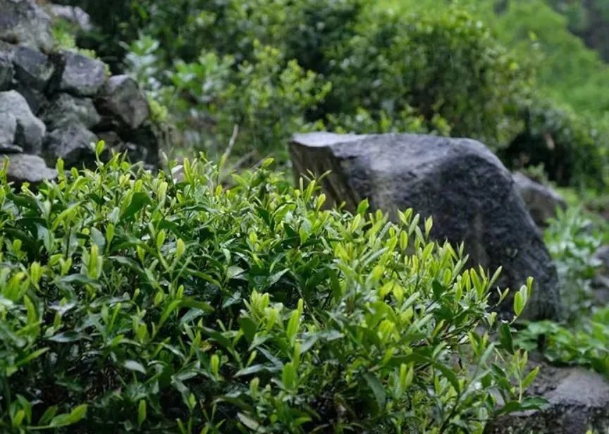紫阳茶富硒茶的特点（紫阳富硒茶品牌价值）-硒宝网
