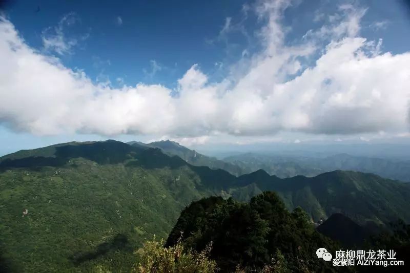 富硒茶好还是无硒好（富硒茶口感）-硒宝网