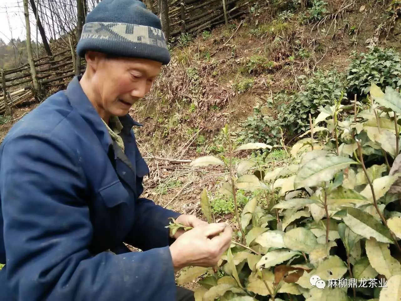 富硒茶好还是无硒好（富硒茶口感）-硒宝网