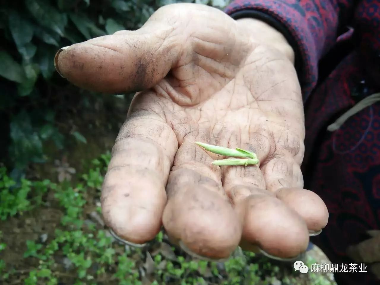 富硒茶好还是无硒好（富硒茶口感）-硒宝网