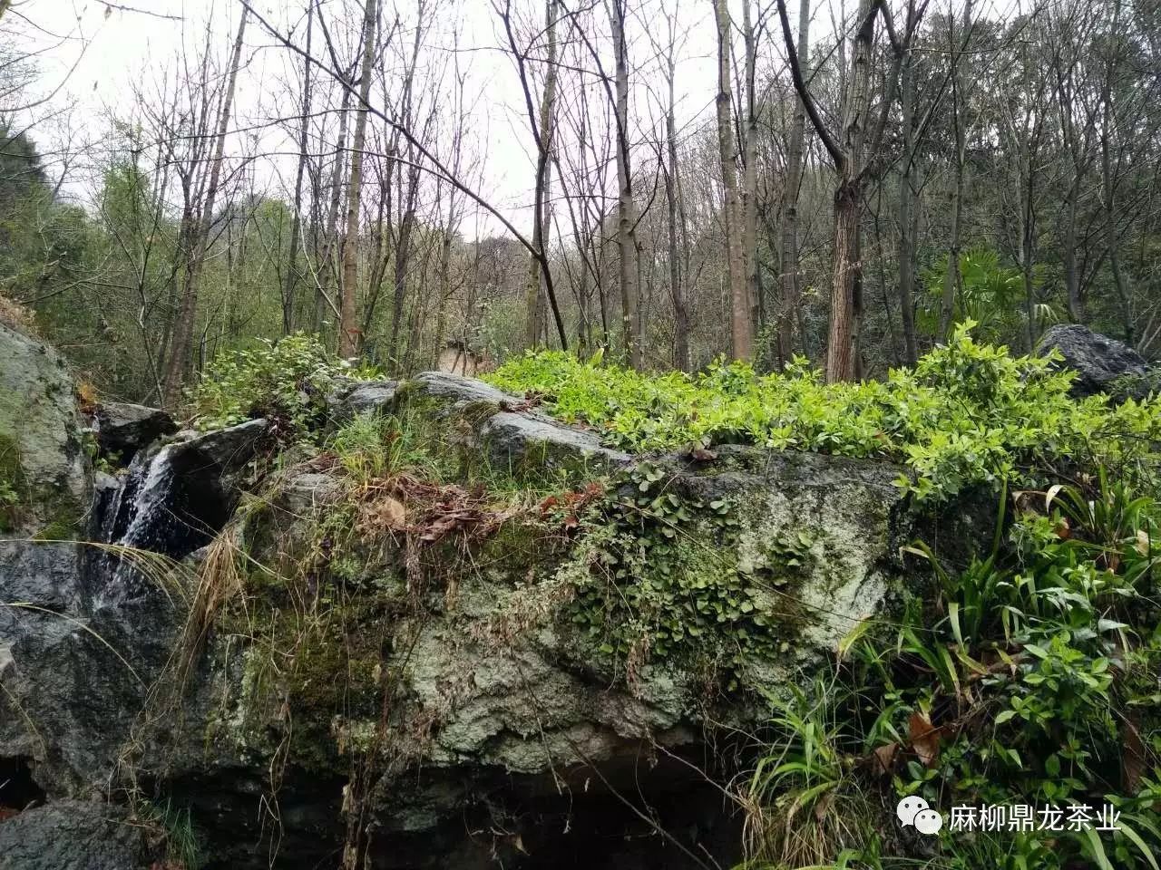 富硒茶好还是无硒好（富硒茶口感）-硒宝网