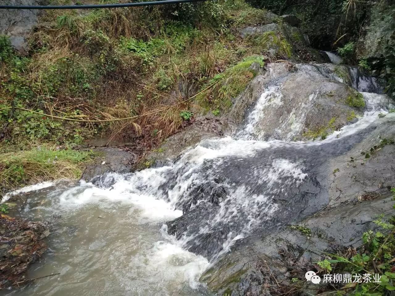 富硒茶好还是无硒好（富硒茶口感）-硒宝网