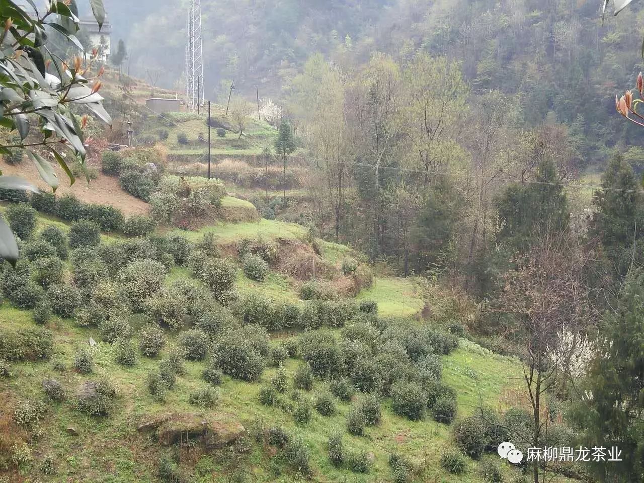 富硒茶好还是无硒好（富硒茶口感）-硒宝网