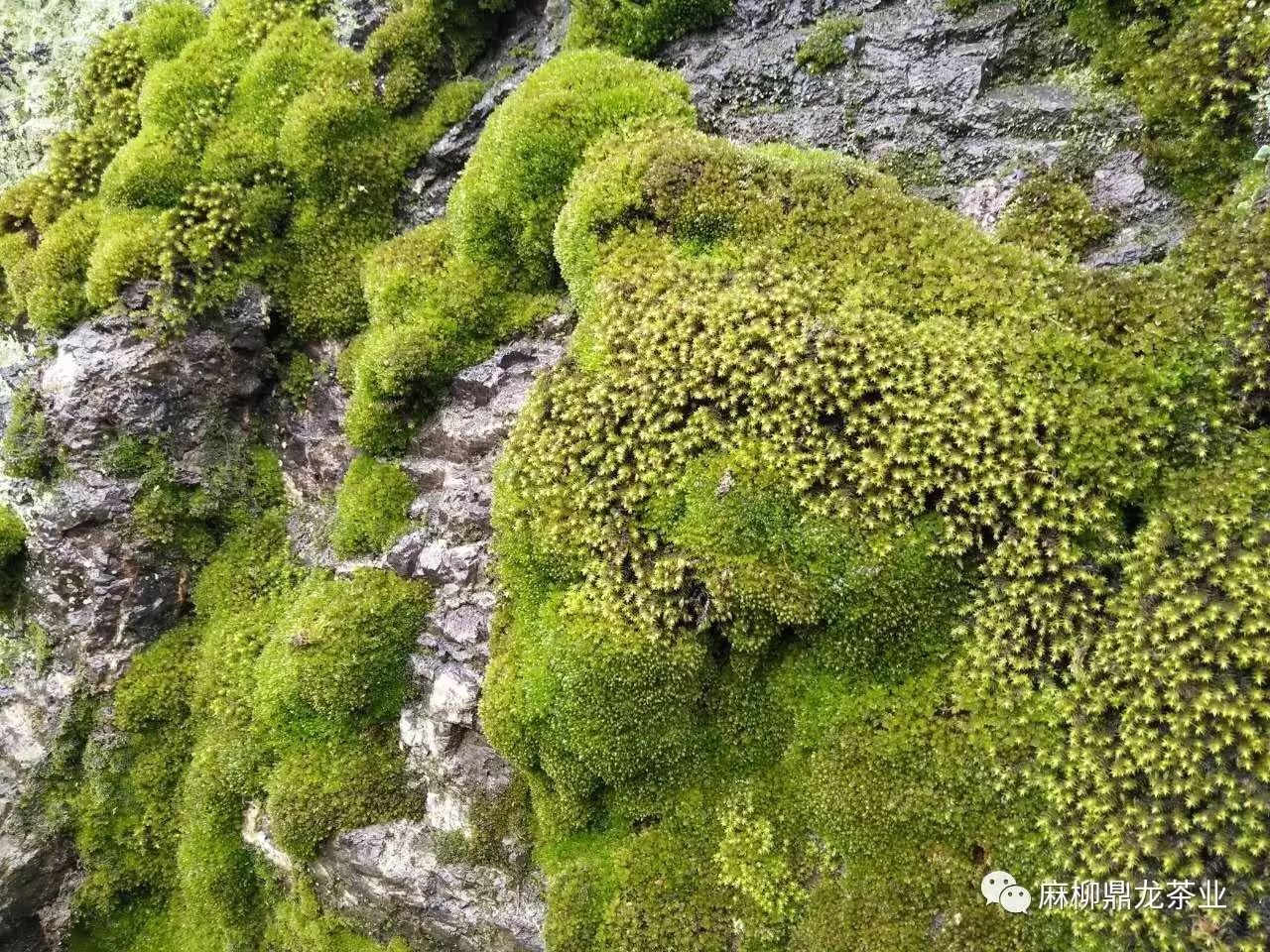 富硒茶好还是无硒好（富硒茶口感）-硒宝网
