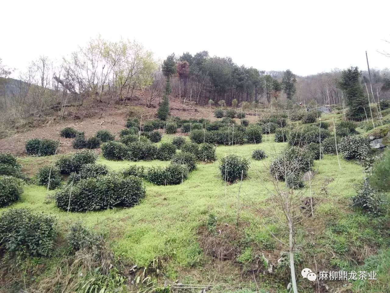 富硒茶好还是无硒好（富硒茶口感）-硒宝网