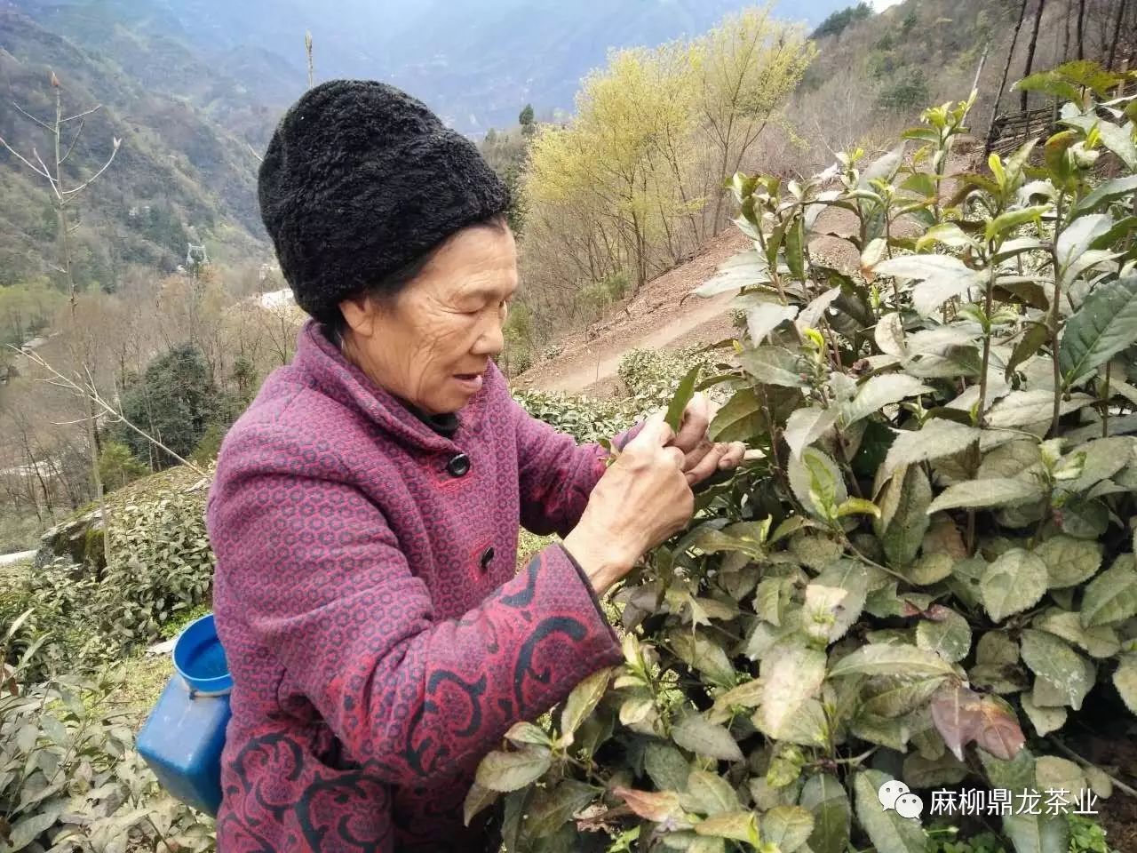 富硒茶好还是无硒好（富硒茶口感）-硒宝网