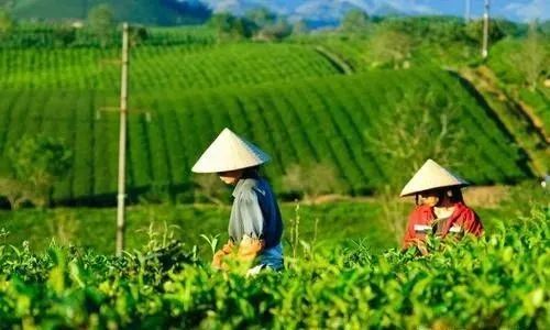 陕西富硒茶哪种最好（陕西茶种富硒好不好）-硒宝网