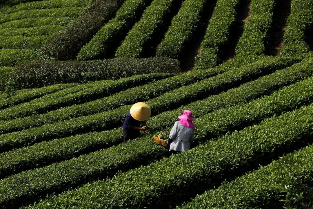 陕西富硒茶哪种最好（陕西茶种富硒好不好）-硒宝网