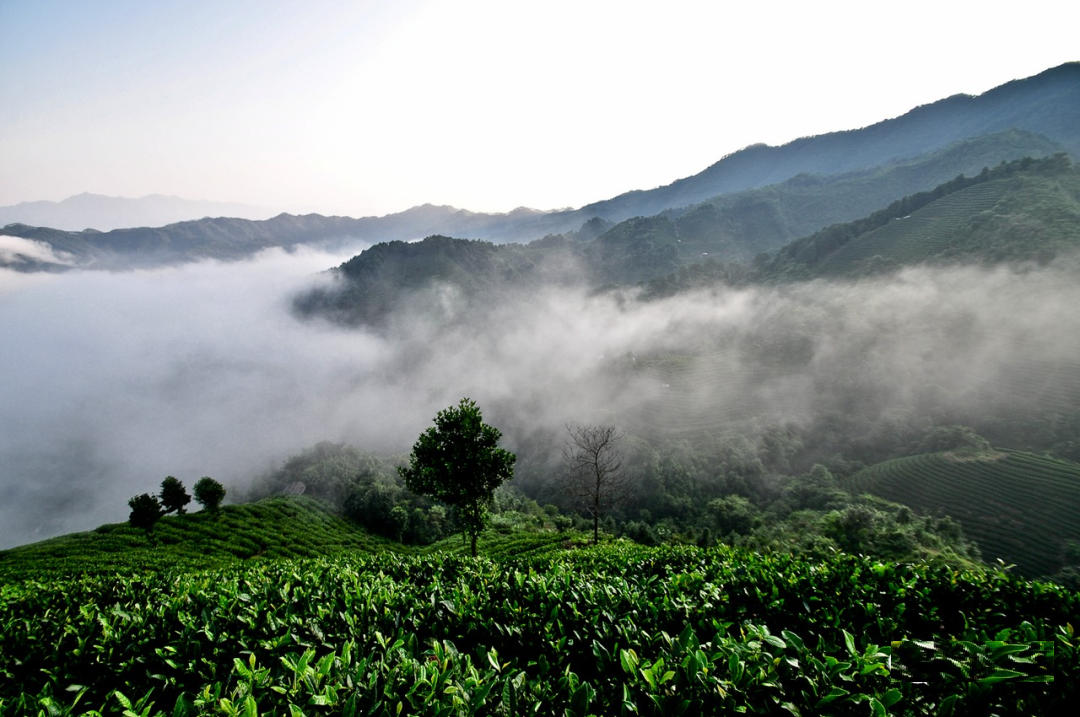 贵州开阳富硒茶口感（贵州开阳富硒茶价格）-硒宝网