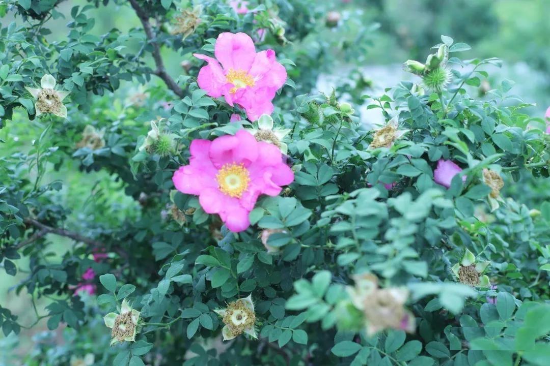 贵州开阳富硒茶口感（贵州开阳富硒茶价格）-硒宝网