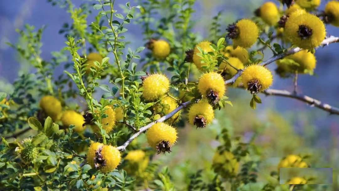 贵州开阳富硒茶口感（贵州开阳富硒茶价格）-硒宝网