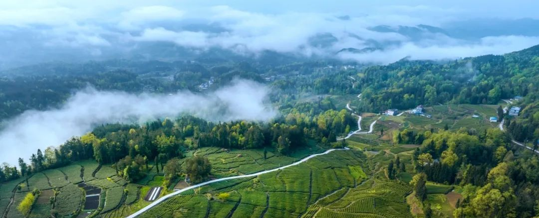 武汉恩施富硒茶企业(湖北恩施富硒茶厂家)-硒宝网