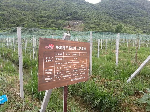 安徽石台高山富硒茶（石台县高山野生硒茶）-硒宝网