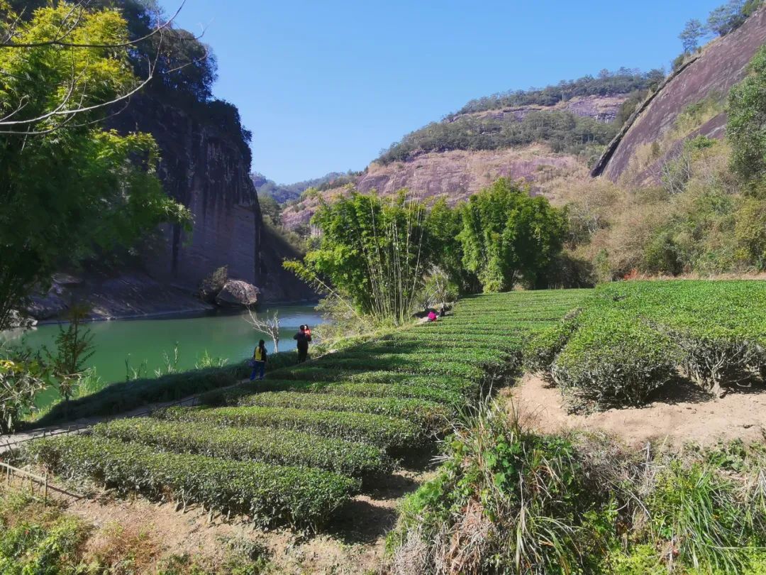 武汉恩施富硒茶企业(恩施富硒茶私房茶)-硒宝网