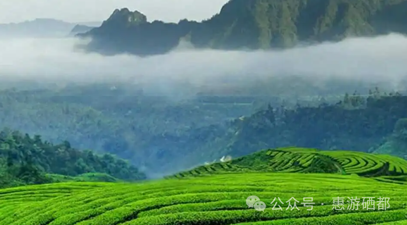 湖北特产恩施富硒茶(湖北的恩施富硒茶厂)-硒宝网