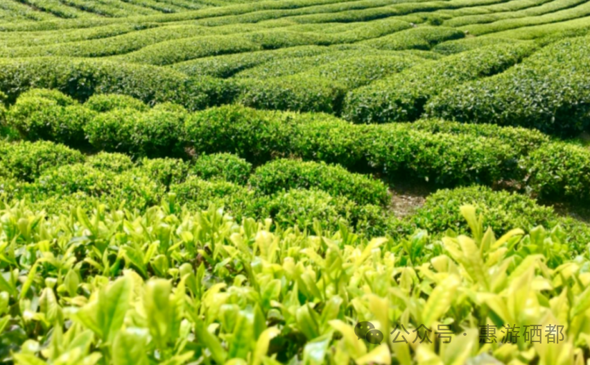 湖北特产恩施富硒茶(湖北的恩施富硒茶厂)-硒宝网