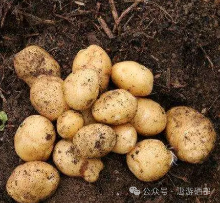 湖北特产恩施富硒茶(湖北的恩施富硒茶厂)-硒宝网