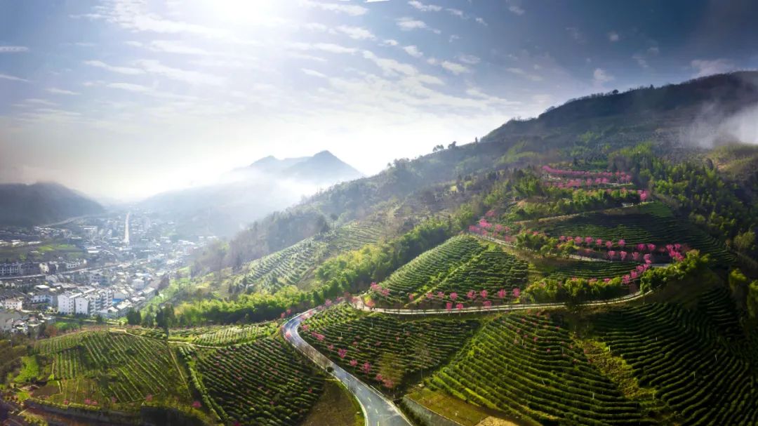 平利女娲茶是富硒茶(安康富晒茶平利女娲)-硒宝网
