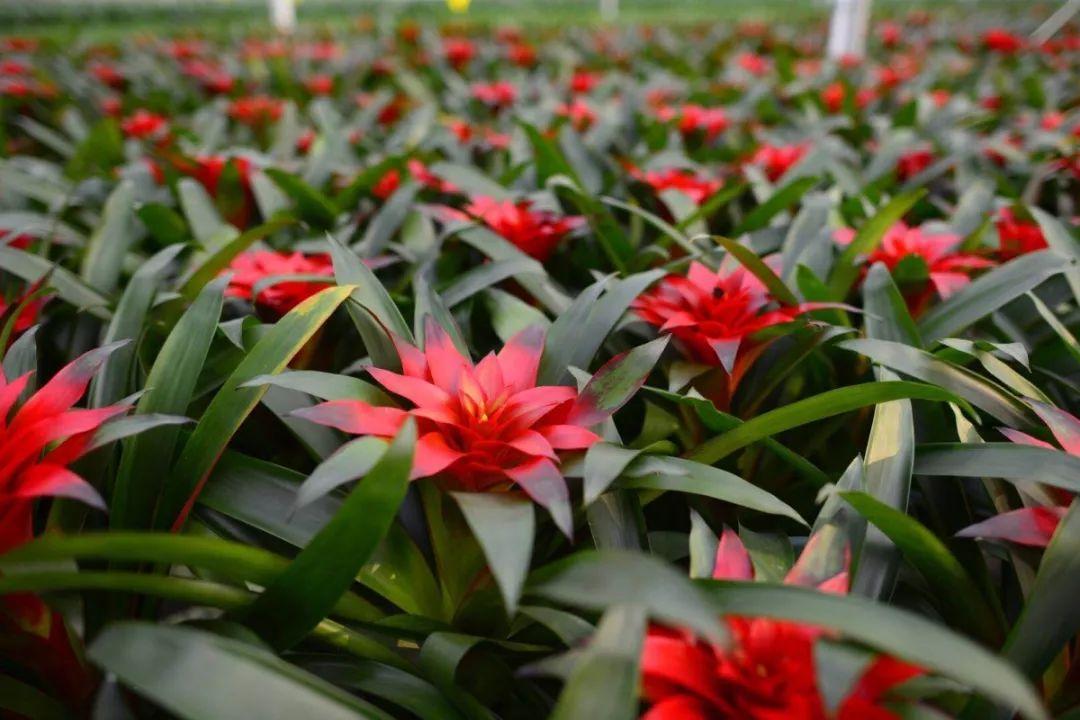 陕西石泉晨光富硒茶(陕西紫阳富硒茶是什么)-硒宝网