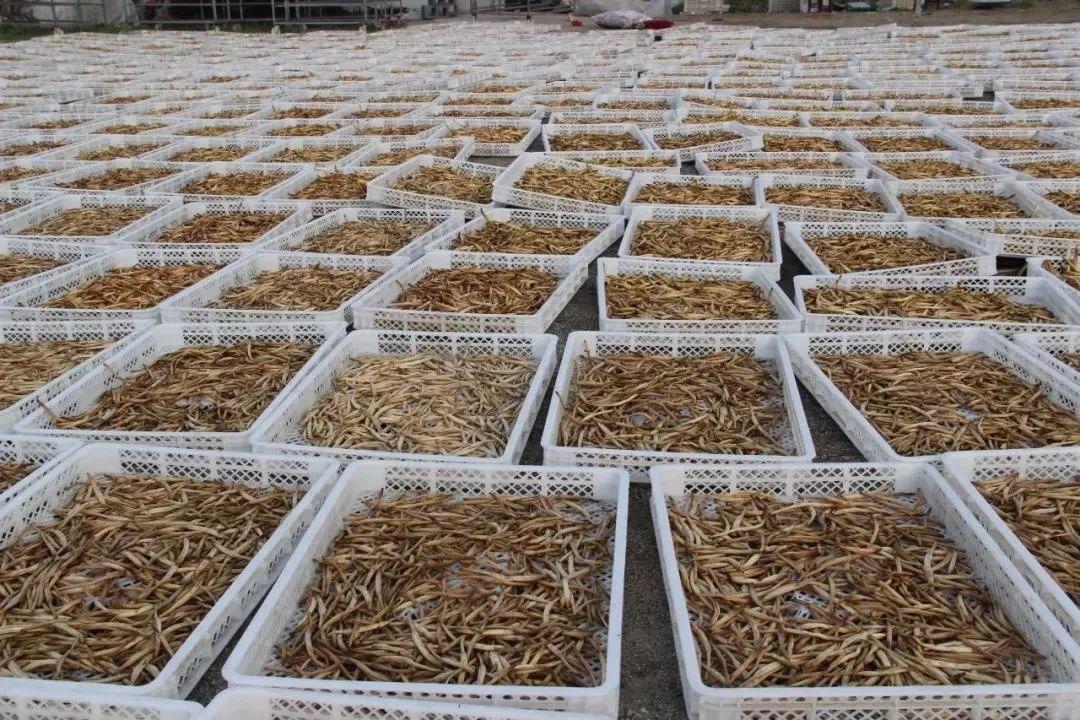 陕西石泉晨光富硒茶(陕西紫阳富硒茶是什么)-硒宝网