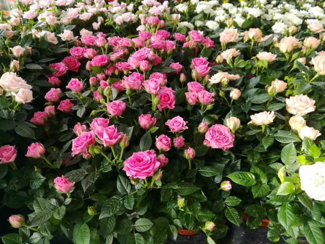 陕西石泉晨光富硒茶(陕西紫阳富硒茶是什么)-硒宝网