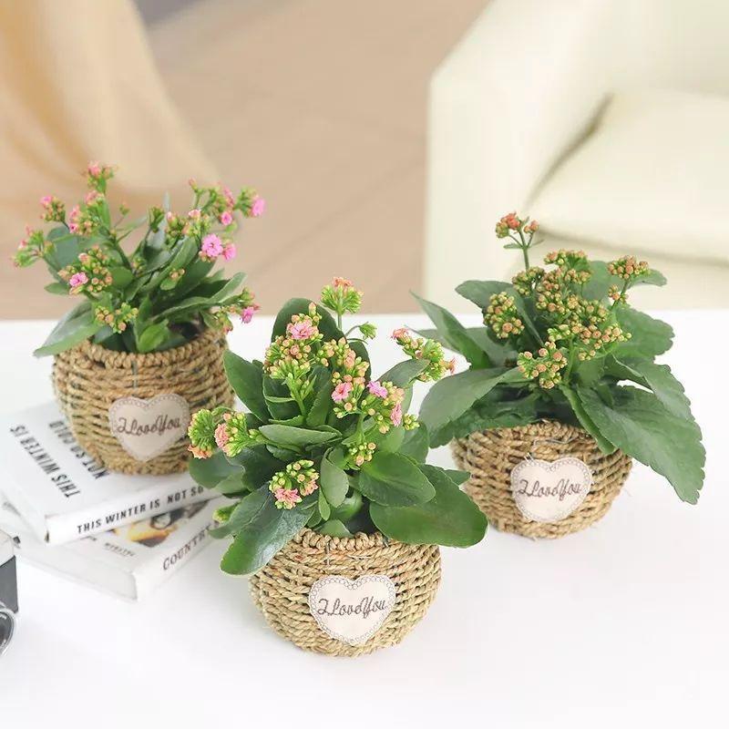 陕西石泉晨光富硒茶(陕西紫阳富硒茶是什么)-硒宝网