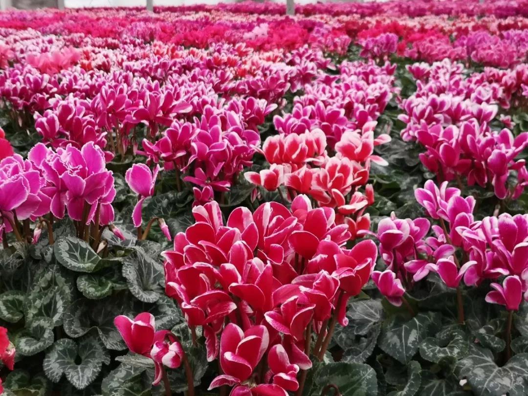 陕西石泉晨光富硒茶(陕西紫阳富硒茶是什么)-硒宝网