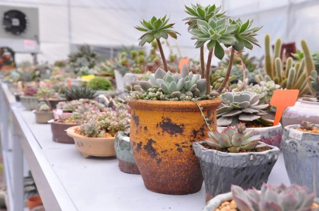 陕西石泉晨光富硒茶(陕西紫阳富硒茶是什么)-硒宝网