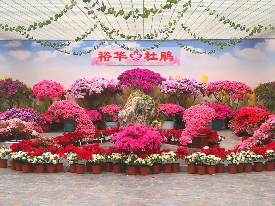 陕西石泉晨光富硒茶(陕西紫阳富硒茶是什么)-硒宝网