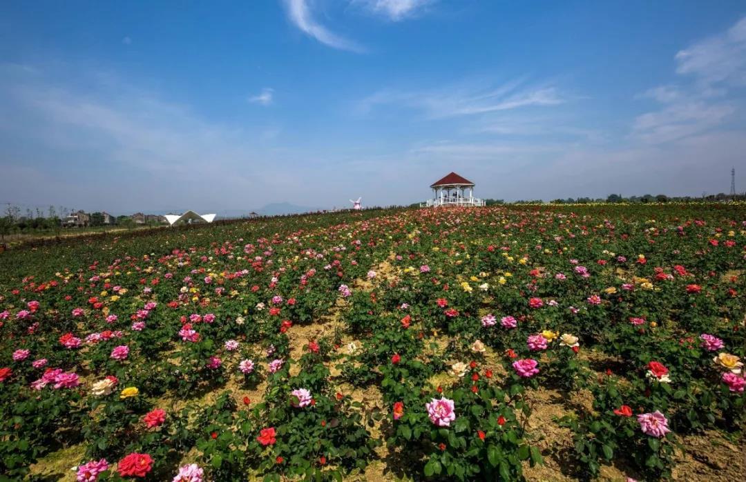陕西石泉晨光富硒茶(陕西紫阳富硒茶是什么)-硒宝网