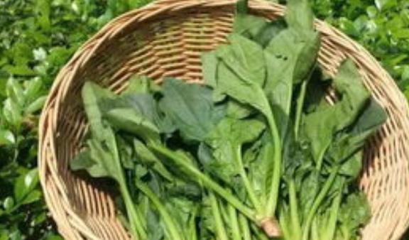 补铁的蔬菜（蔬菜补铁之王）-硒宝网