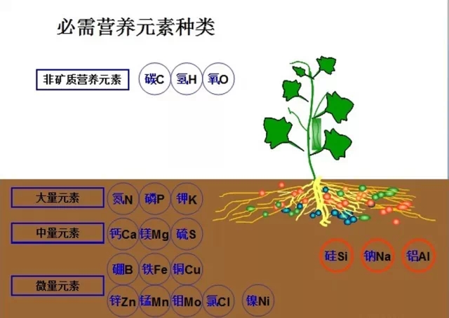 儿童查微量元素挂什么科(查微量元素挂儿科还是儿保)-硒宝网