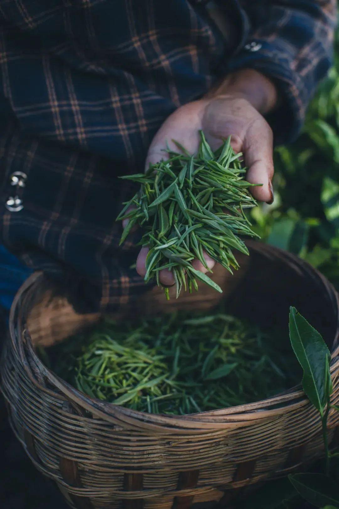 紫阳富硒茶田园乡村(紫阳富硒茶茶树)-硒宝网