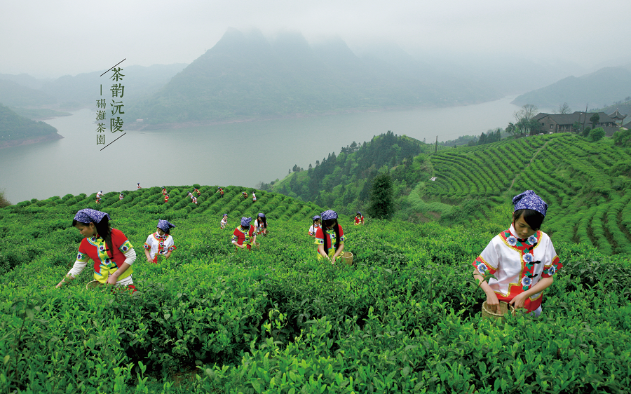 荆州富硒茶推荐企业（荆州茶叶有哪些茶叶）-硒宝网