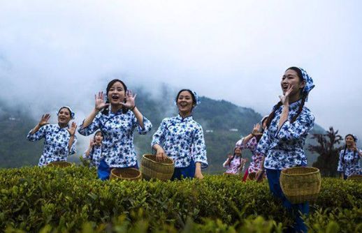 陕西紫阳富硒茶作用(紫阳富硒茶陕南特产价格)-硒宝网