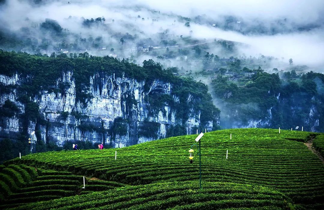 湖北富硒茶玉露工厂(恩施玉露茶和富硒茶一样吗)-硒宝网