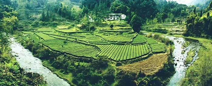 武汉恩施富硒茶费用（恩施富硒茶叶多少钱一斤）-硒宝网