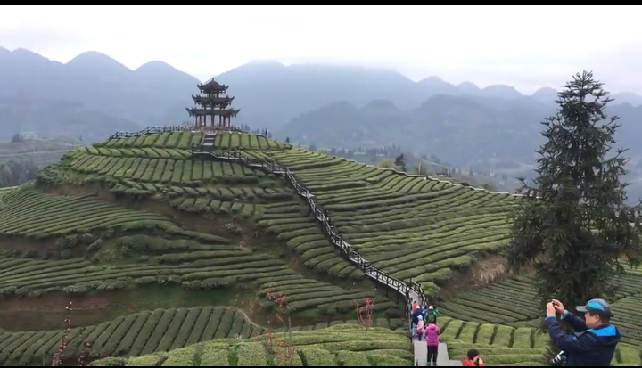 武汉恩施富硒茶费用（恩施富硒茶叶多少钱一斤）-硒宝网