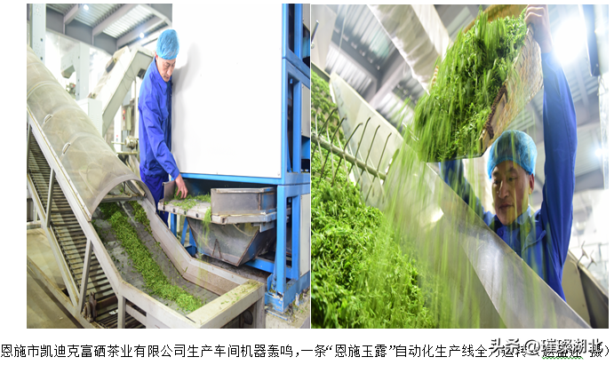 湖北恩施富硒茶工厂(湖北恩施富硒茶厂家)-硒宝网