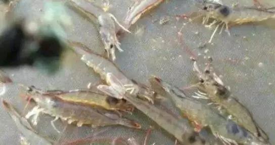 微量元素有什么作用(微量元素的重要作用)-硒宝网