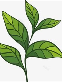 荆州富硒茶玉露价格（湖北玉露茶叶）-硒宝网