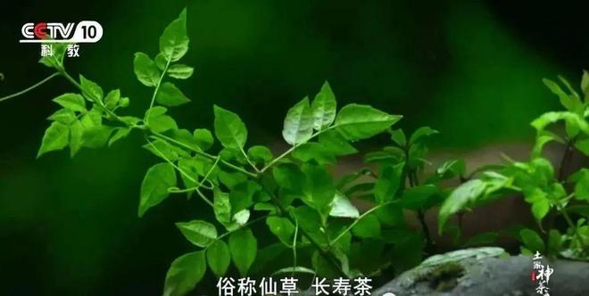 富硒黄金茶价格多少（黄金茶价格富硒多少）-硒宝网