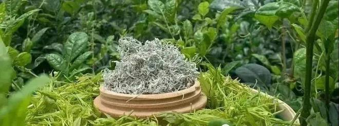 富硒黄金茶价格多少（黄金茶价格富硒多少）-硒宝网