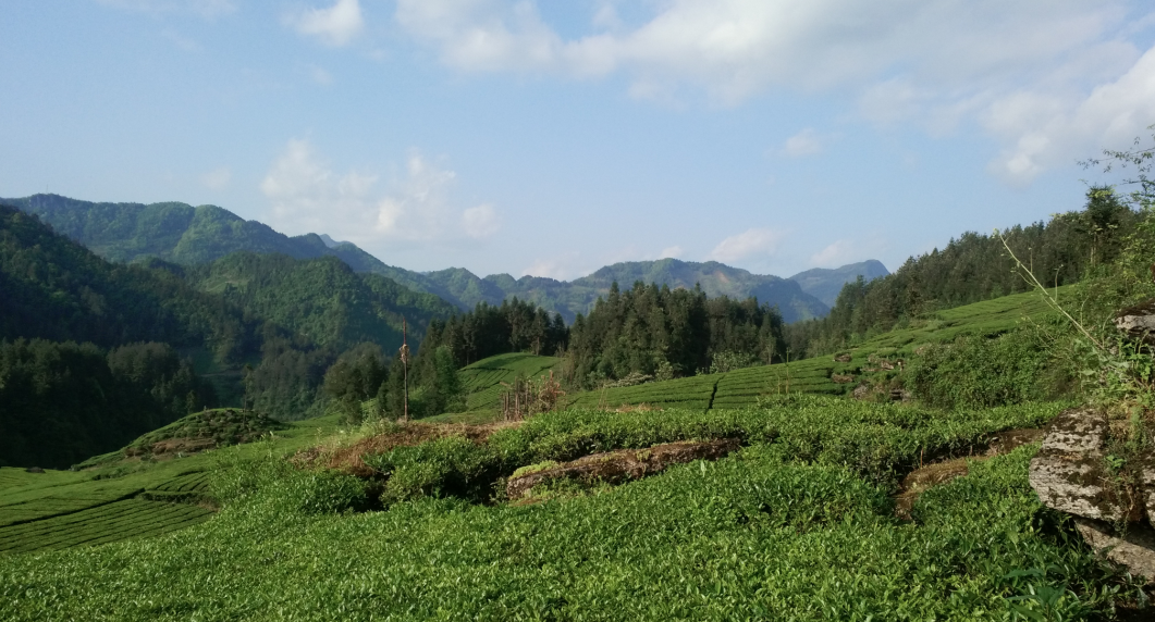 云雾问茶 恩施富硒(云雾茶叶价格)-硒宝网