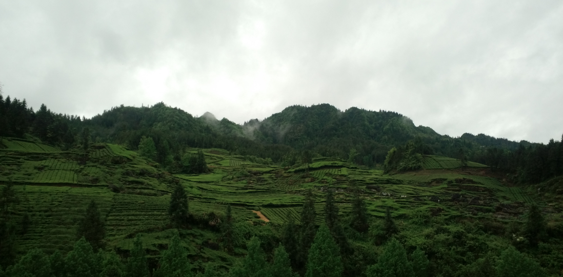 云雾问茶 恩施富硒(云雾茶叶价格)-硒宝网