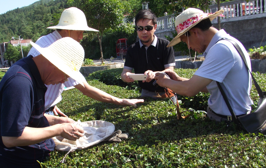 云雾问茶 恩施富硒(云雾茶叶价格)-硒宝网